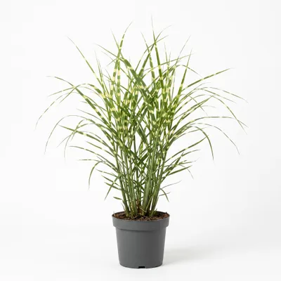 Produktbild von Miscanthus sinensis 'Zebrinus', Zebragras, gestreift, 3-5 Liter Container