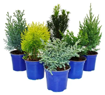 Produktbild von Zwerg-Koniferen-Set mit 6 Pflanzen - kleine Nadelgehölze für Beet und Balkon - im 10,5cm Topf