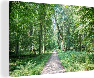 Obrázek produktu pro OneMillionCanvasses® - Výtisky na plátně - 140x90 cm, Cesta Bělověžským pralesem v Polském národním parku, nástěnný tisk dekorace na zeď - fotografie na plátně - malba