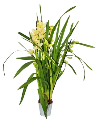 Zdjęcie produktu dla Storczyk cymbidium - Storczyk do chłodnych pomieszczeń w kolorze żółtym