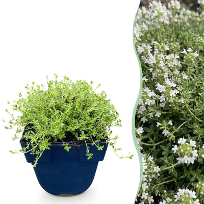 Produktbild von Thymus praecox Albiflorus – Weißer Kriechthymian – Duftend – Weiß - 15-25cm - Ø11cm - Gartenpflanze
