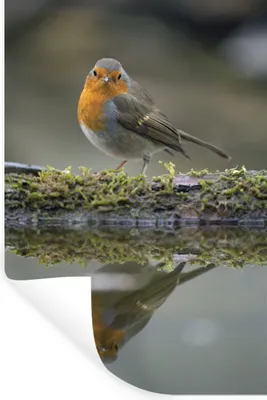 Produktbild von MuchoWow® - Repositionierbar - Wasser abweisend