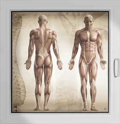 Produktbild von Wallario Lichtschutzbild, Dekorativer Sichtschutz Sonnenschutz 96 x 100 cm mit Motiv: Anatomie Mensch I - Verdunklung ohne Bohren
