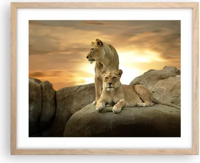 Produktbild von Gerahmtes Poster - Rahmen in heller Eiche - Löwen Sonnenuntergang Felsen Krallen - 50x40 cm - Wand Bild - Wanddeko - Wandbilder - Wandposter - Bilderrahmen - Bilder - Kunstdruck - P2NAA50x40-2958