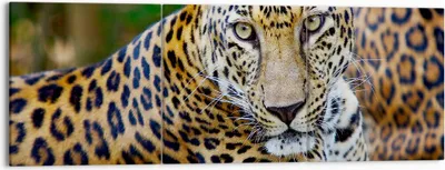 Produktbild von Bild auf Leinwand - Leinwandbild - Leopardpanther Katze Tier Savanne - 150x50cm - Wand Bild - Wanddeko - Leinwanddruck - Bilder - Kunstdruck - Leinwand bilder - Wandkunst - CA150x50-0402
