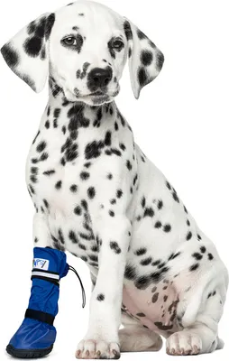 Image de Medical PetS Boot - Bottes de protection imperméables , Taille:L