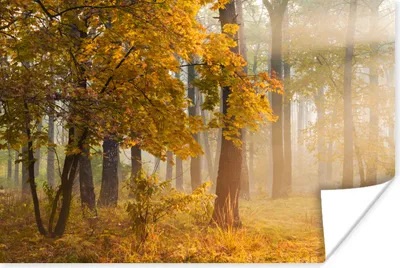 Produktbild von MuchoWow® Poster Licht - Bäume - Laub 60x40 cm - Schlafzimmerdekoration