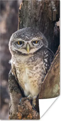Produktbild von MuchoWow® Poster Eule - Baum - Wald 20x40 cm - Plakat - Foto