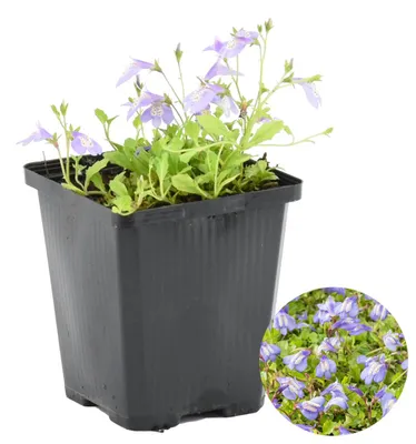 Produktbild von Mazus Reptans, Lippenmäulchen, Teichpflanze, 10-20 cm, Topf 9 cm