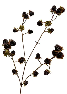 Immagine prodotto di Ramo artificiale con rovi nero 76 cm
