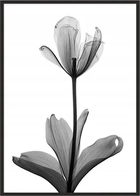 Image de Image Poster dans un cadre 53x73 cm Fleur P1041