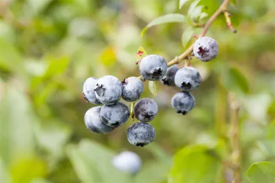 Produktbild von Vaccinium corymbosum 'Elisabeth', Heidelbeere, 40–60 cm, süß aromatisch