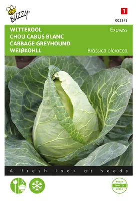 Produktbild von Weißkohl Express | Weißkohlsamen von Buzzy Seeds