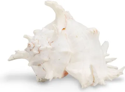 Produktbild von Murex ramosus Riesenstachelschnecke 3 Größen Schneckenhaus maritim Deko groß, Größe:20-23cm