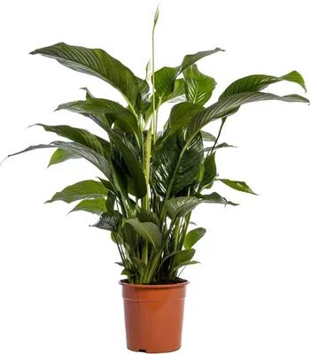 Produktbild von Einblatt – Spathiphyllum Bellini – Zimmerpflanze – Ø24 cm – ↕100 cm – Friedenslilie – Luftreinigend – Halbschatten – Pflegeleicht