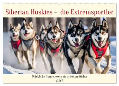 Produktbild von Siberian Huskies - die Extremsportler (Wandkalender 2027 DIN A2 quer), CALVENDO Monatskalender