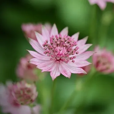 Obrázok produktu pre 6 ks rastlín Astrantia major - odroda 'Bloody Mary' | Kvetináč 9x9 cm