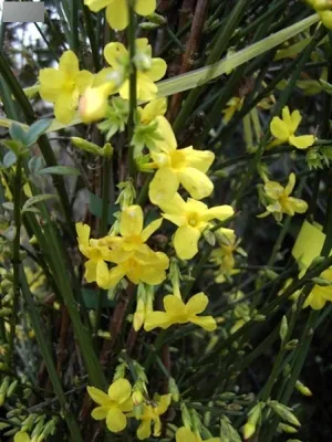 Produktbild von Kletterjasmin - Winterjasmim - Jasminum nudiflorum - Winterblüher (60-100)