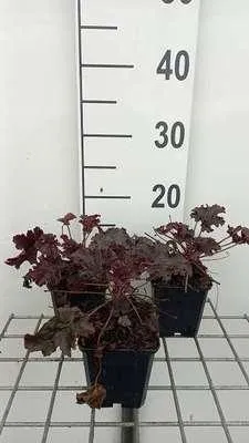 Obrázek produktu pro 6 x Heuchera hybr. 'Purple Petticoats' - Fialové zvonky - květináč 9 x 9 cm