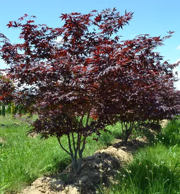 Produktbild von Fächerahorn ´RED EMPEROR´ 60-70 cm, Cont. 3 l