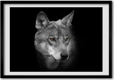Produktbild von Bild - Bilder - Bilderrahmen - 70 cm x 50 cm - MDF-Rahmen, Wandkunst Wolf