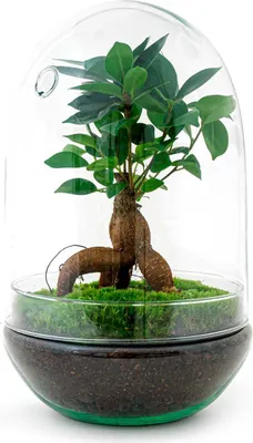 Obrázek produktu pro Zahrada v láhvi Egg XL Bonsai – Stavebnice terária pro kutily – ↕30 cm – Rostliny pro kutily – Sada ve skleněné nádobě s korkovým víčkem – Samostatný mini ekosystém