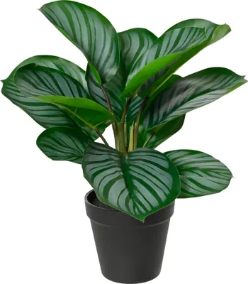 Produktbild von Künstliche Pflanze Korbmarante 30x34cm im Topf Grün