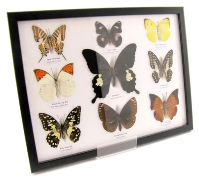 Image de Neuf papillons naturalisés, présentés dans un cadre photo noir