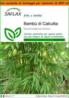 Immagine prodotto di SAFLAX Garden in the bag - Bambù di Calcutta - 50 semi - Dendrocalamus