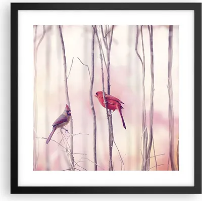 Produktbild von Gerahmtes Poster - Schwarzer Rahmen - Vögel Kardinal Scharlachrot - 40x40 cm - Wand Bild - Wanddeko - Wandbilder - Wandposter - Bilderrahmen - Bilder - Kunstdruck - Wandbild - P2BAC40x40-4256