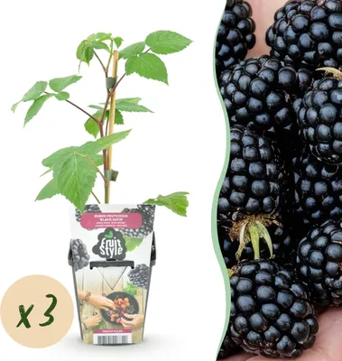 Zdjęcie produktu dla Jeżyna - Rubus Black Satin - mrozoodporna - 3 rośliny - 15-25cm - Ø9cm - Roślina ogrodowa