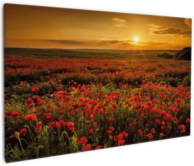 Produktbild von Wallario Premium Leinwandbild Mohnblumenwiese bei Sonnenuntergang am Abend in Größe 60 x 90 cm