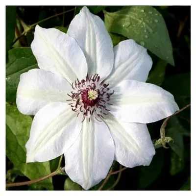 Produktbild von Clematis Miss Bateman - Kletterpflanze - Weiß, mehrjährig und winterhart - 1,5 Liter Topf