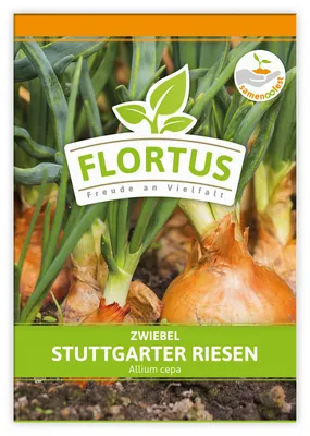 Artikelbild 1 von 'Zwiebel Stuttgarter Riesen' aus der Kategorie Zwiebelsamen