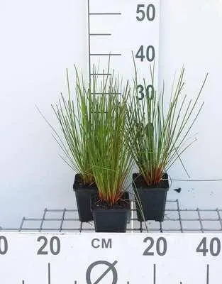 Obrázek produktu pro 6 x Juncus effusus - Plochý rákos - květináč 9 x 9 cm