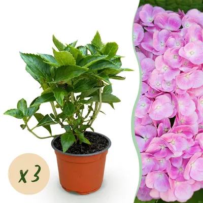 Immagine prodotto di Ortensia (Hydrangea macrophylla) rosa, resistente al freddo, 3 piante da 12 cm, altezza 20-30 cm, decorativa