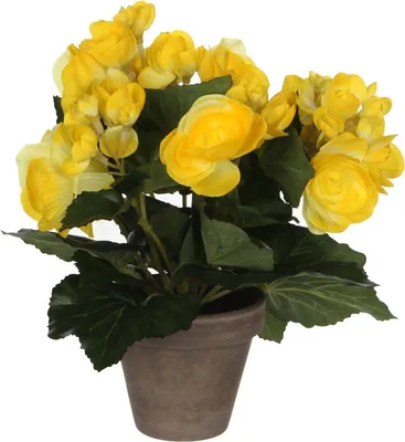 Image de MICA Decorations 977007 Blumen, Begonia, gelb