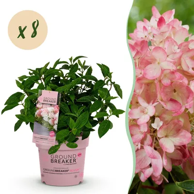 Produktbild von Blüte Spätsommer bis Herbst winterhart rosa 8er Set 14cm 20-25cm Gartenpflanze