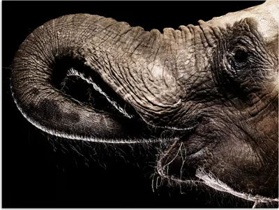 Produktbild von MuchoWow® Poster Elefant - Tiere - Schwarz - Natur 160x120 cm - Foto Plakat