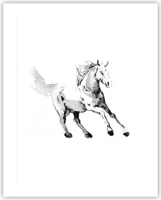 Produktbild von Poster - Poster ohne Rahmen - Pferd Galopp Tier - 40x50 cm - Wand Bild - Wanddeko - Wandbilder - Kunstposter - Wandposter - Bilder - Kunstdruck - Wanddekoration - Wandbild - P2XPA40x50-5117