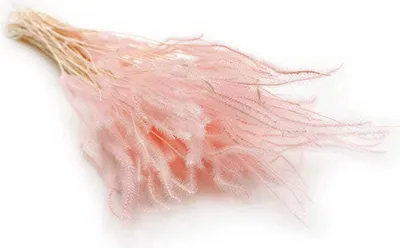 Produktbild von Ouro Stabilisiertes - Rosa