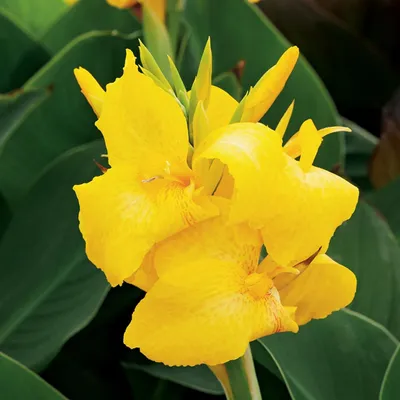 Image de Canna Paciorecznik Canna jaune Yellow 1 pièce plants de canna canna plant
