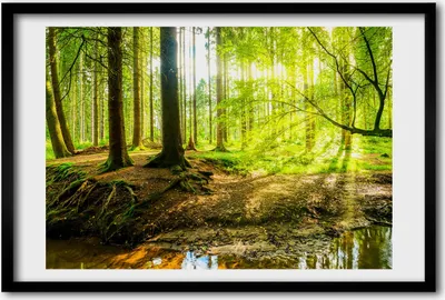 Produktbild von Bild 60x40 MDF-Rahmen, Wandkunst Sonnenstrahlen Wald