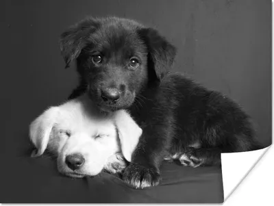 Produktbild von MuchoWow® Poster Hunde - Welpe - Schwarz - Weiß - Tiere 160x120 cm - Foto Plakat