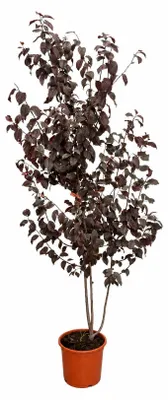 Produktbild von Blutpflaume Prunus cerasifera 'Pissardii' ca. 200 cm | Rotlaubige Zierpflaume | Zierbaum | Blutpflaumenbaum | Winterhart | Blühbaum