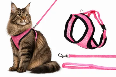 Produktbild von katzengeschirr - Harms rosa Katzengeschirr mit Leine - stufenlos verstellbar und