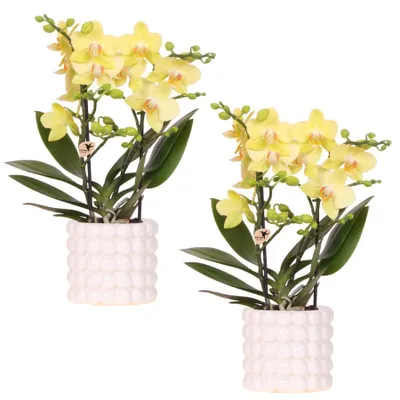 Zdjęcie produktu dla Zestaw roslin Poppy White Yellow - 2 szt. zóltej orchidei Albenga (Ø9cm) - 2