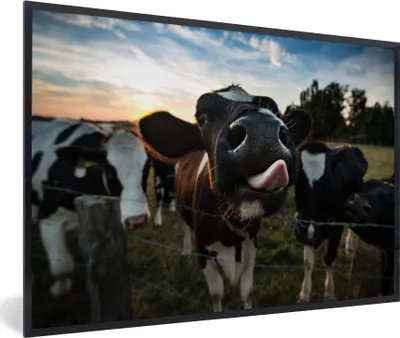 Produktbild von MuchoWow® Gerahmtes Poster Kuh - Tiere - Natur - Ausgezeichnete Zunge 30x20 cm - Poster mit Schwarzem Bilderrahmen Wandposter Rahmen Foto Bilder - Kunstdruck - Bild-Poster