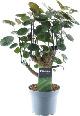 Produktbild von Trendyplants - Polyscias Fabian - Aralia - Zimmerpflanze - Höhe 35-55 cm - Topfgröße Ø12cm