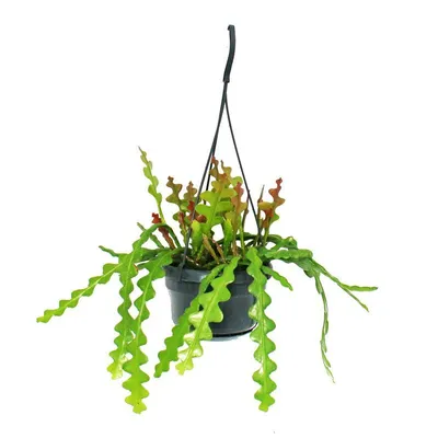 Obrázok produktu pre Epiphyllum anguliger - Mecovitý kaktus - Krokodílí chvost - 14cm kvetinác s ampulou